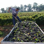 Vendemmia
