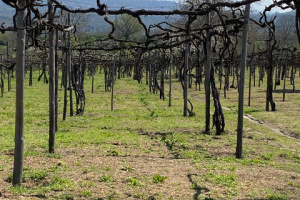 19-21 April 2023 – attending as ambassador to Italy for Old Vine Conference a Field Trip to Feudi di San Gregorio in Campania and Basilisco in Basilicata – focus heritage AGLIANICO vines