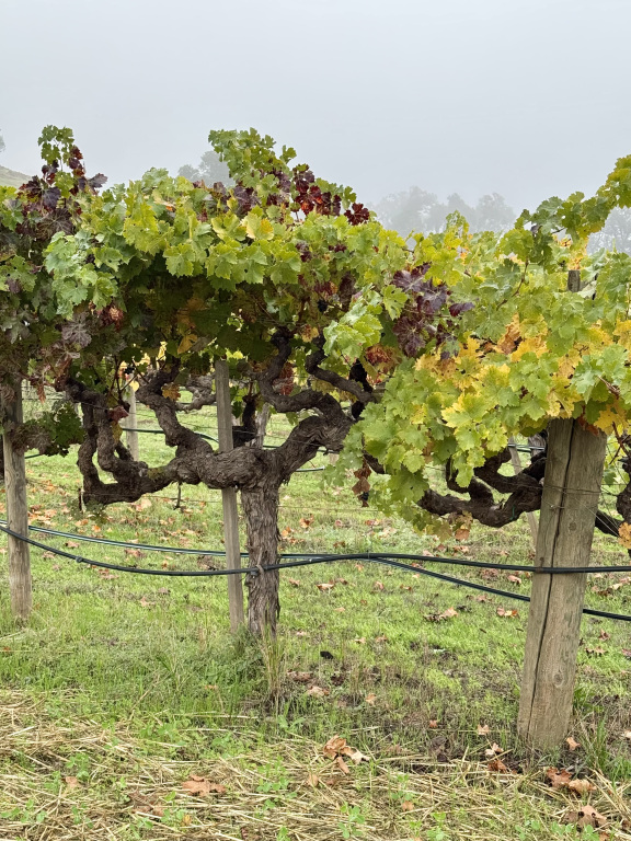 Napa-Stags-Leap-historic-vineyards