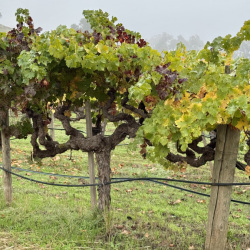 Napa-Stags-Leap-historic-vineyards