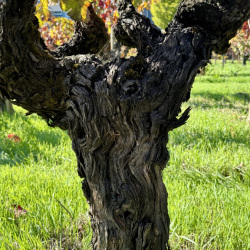 Robert-Biale-Vineyards-Napa-
