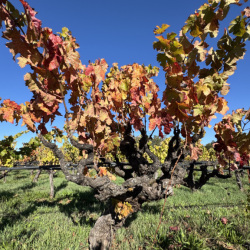 Sonoma-Blockl-42