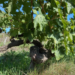 Bossanova-winery2