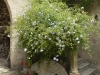p1020881_450x600