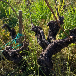 Old-Vine-Project-visit2