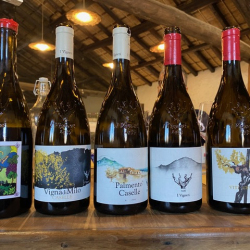 Slavo-Foti-i-Vigneri-winery5